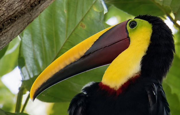 Yellow-throated toucan in the rainforest near Drake Bay, Costa Rica