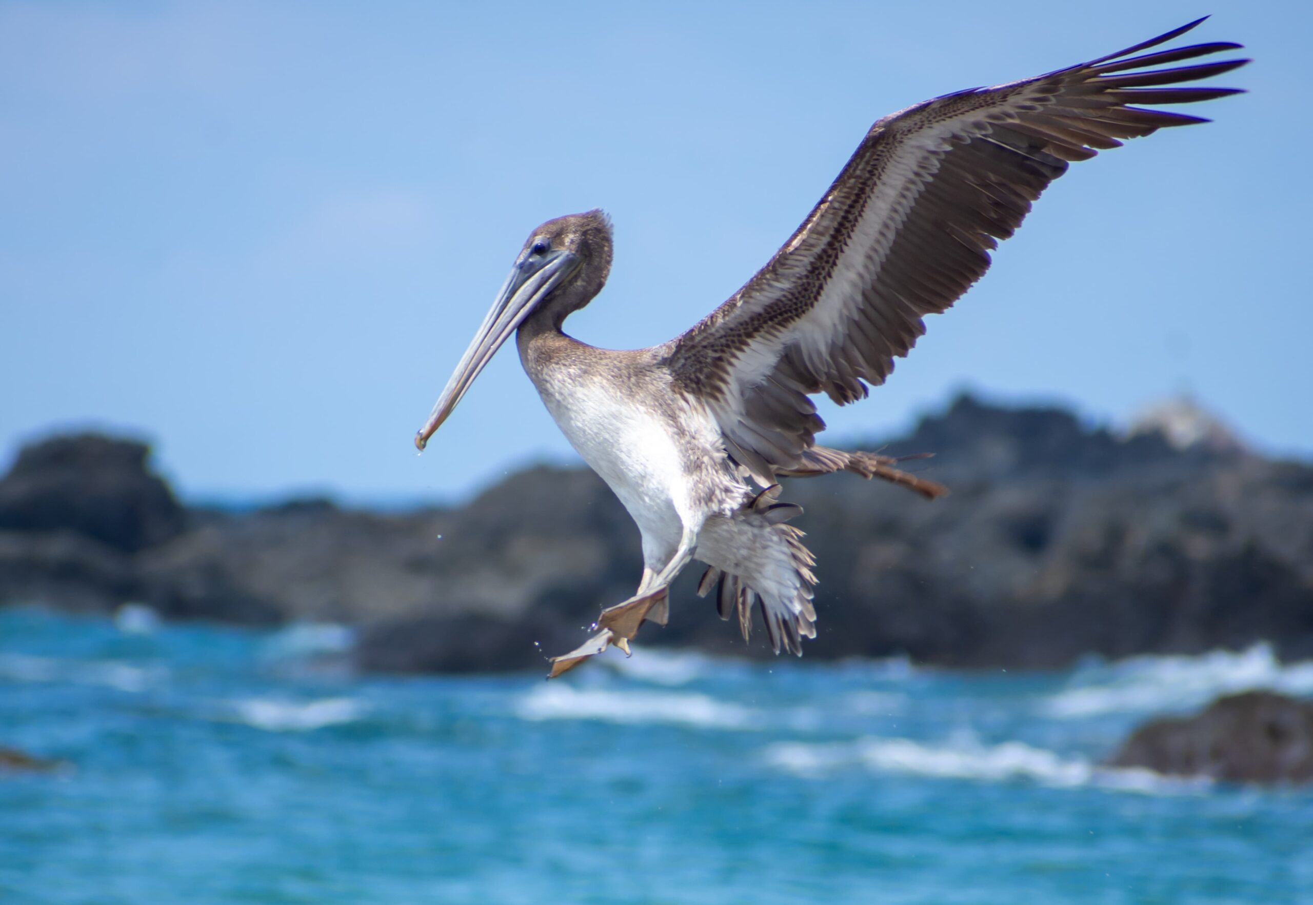 Brown pelican landing on the water during a Corcovado tour from Sierpe