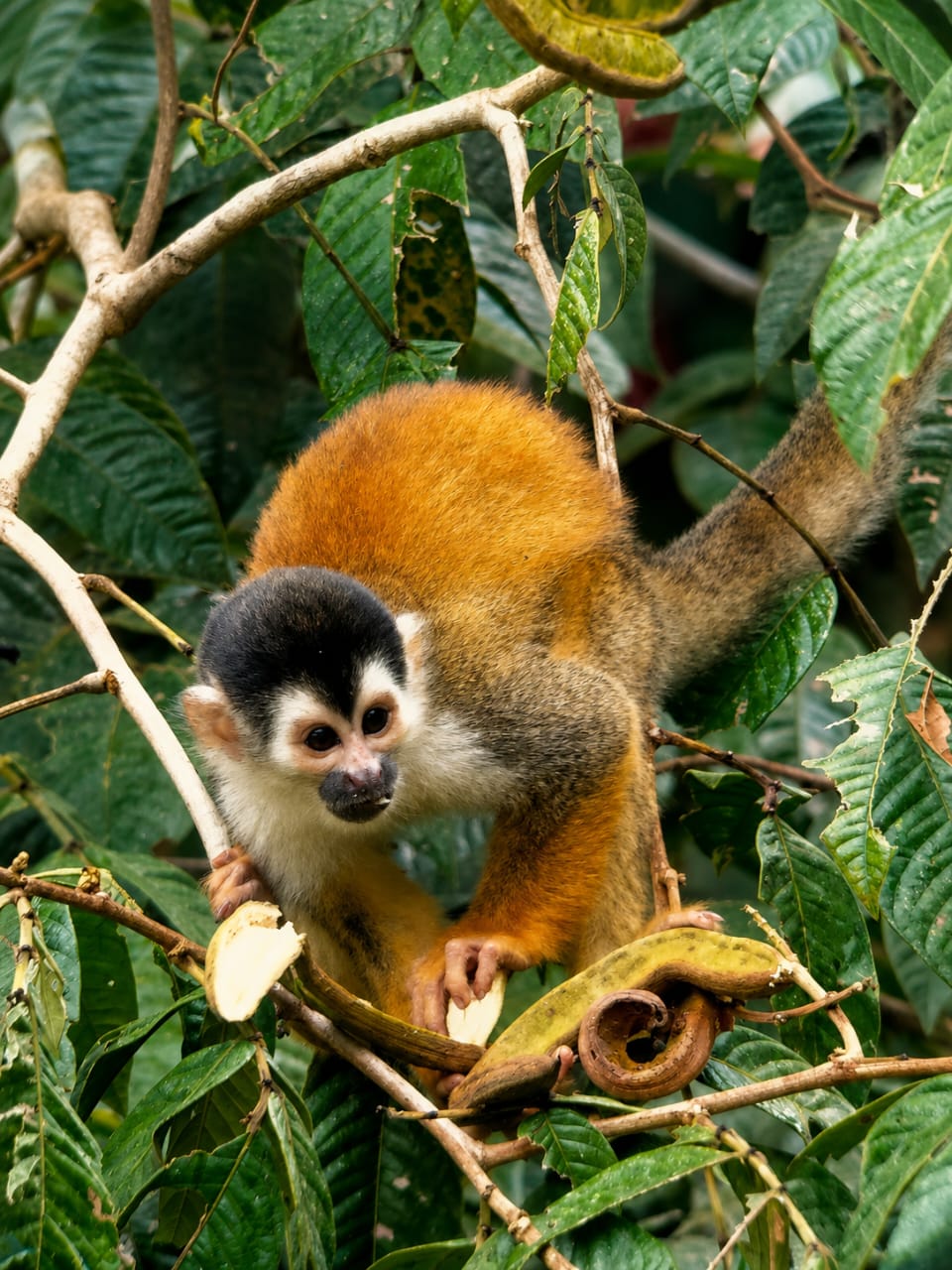 Central American squirrel monkey in Costa Rica’s Osa Peninsula