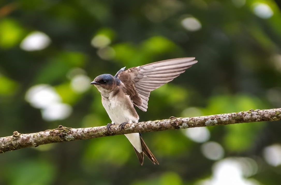 Hirondelle perchée sur une branche lors d’une excursion d’observation des oiseaux près de Puerto Jiménez