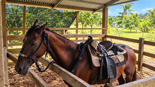 Saddled horse ready for a horseback riding tour near Puerto Jiménez